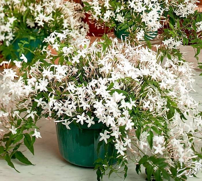 نگهداری گل یاس رازقی در آپارتمان مراقبت از گل یاس رازقی